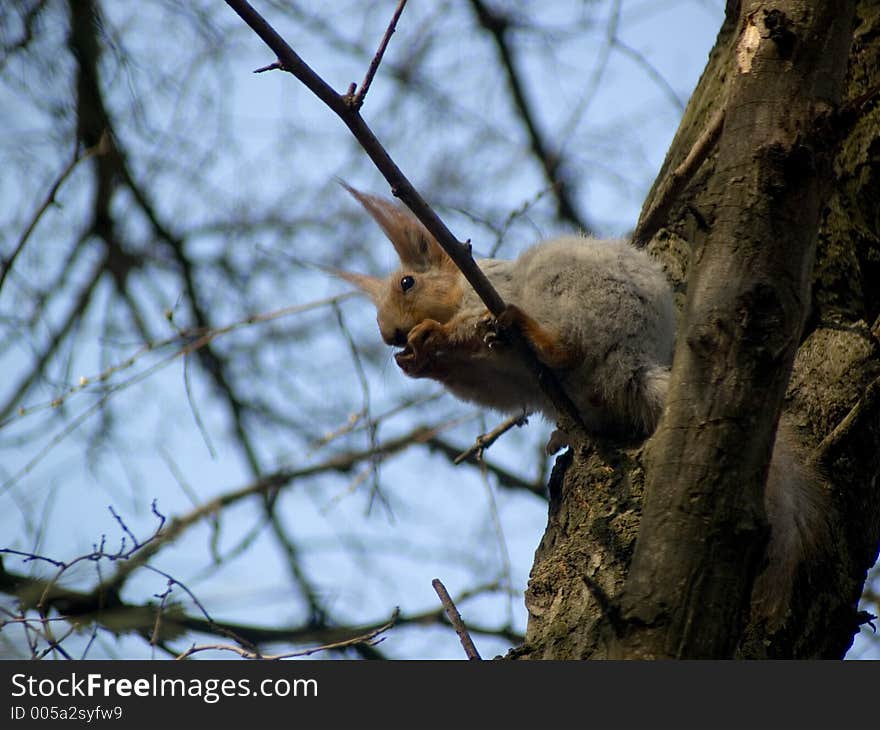 Squirrel eats nut. Squirrel eats nut