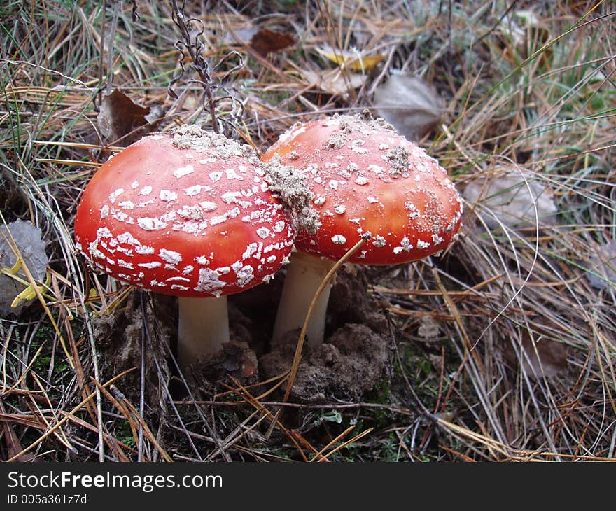 Mushroom red with white points. Mushroom red with white points