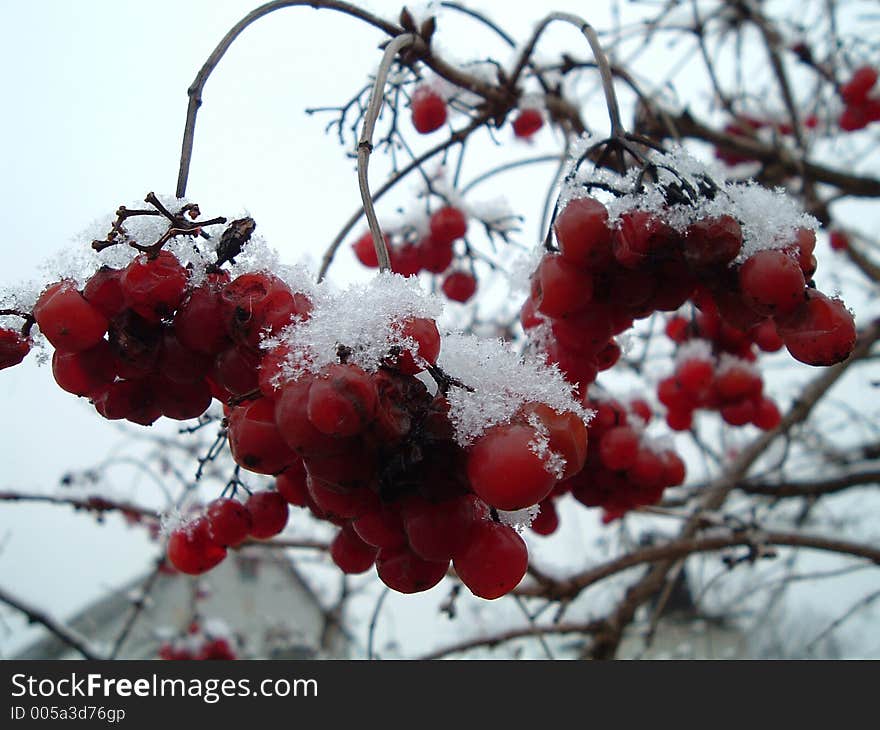 Viburnum in snow. Viburnum in snow