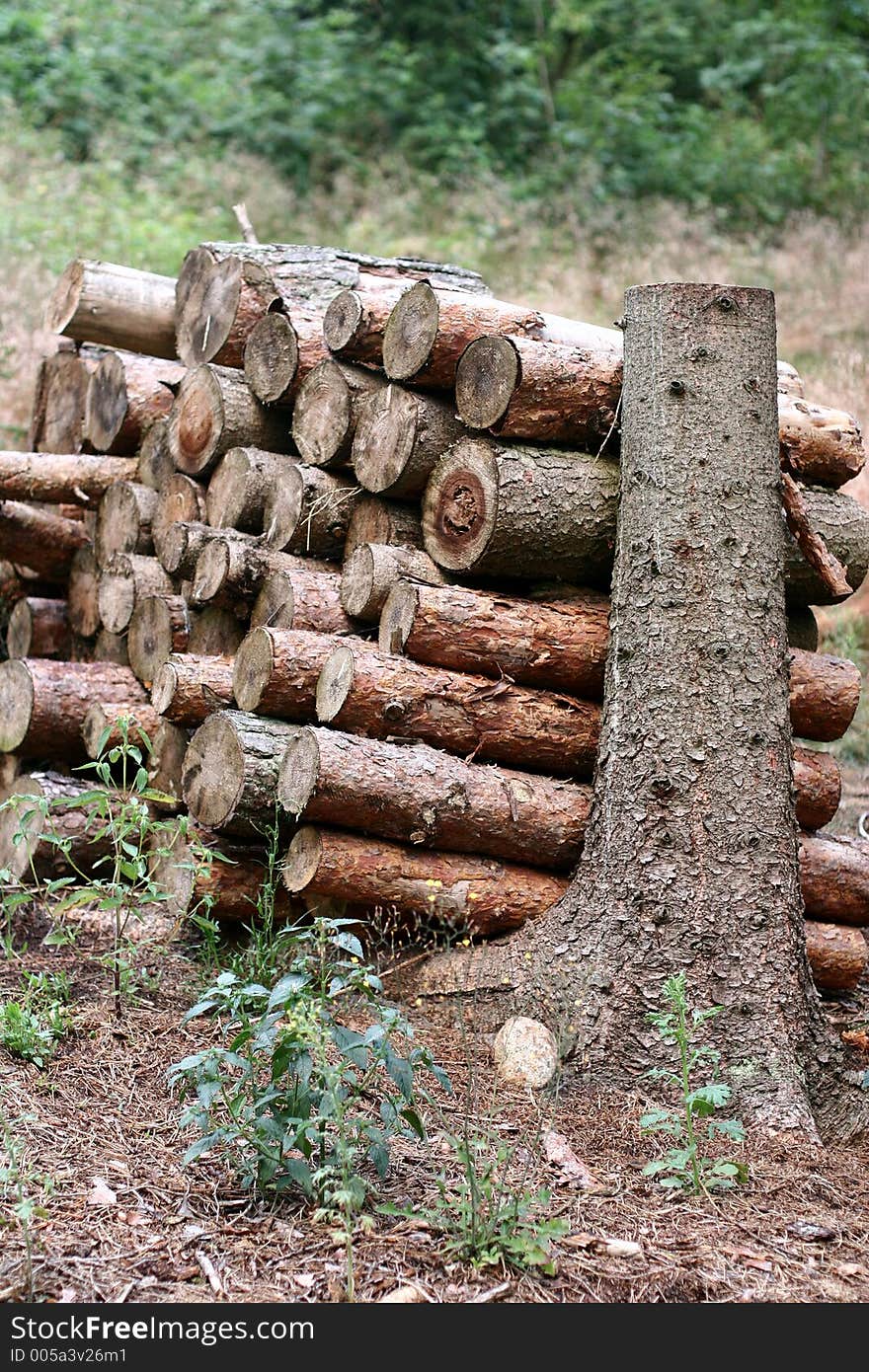 Woodpile closeup on  tree trunks