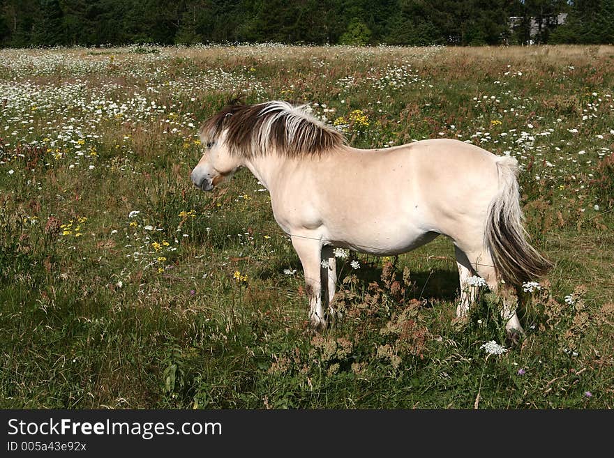 Danish horses on a field in the summer. Danish horses on a field in the summer