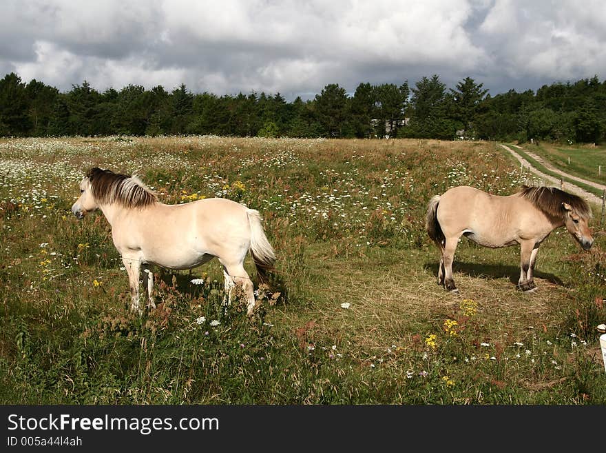 Danish horses on a field in the summer. Danish horses on a field in the summer