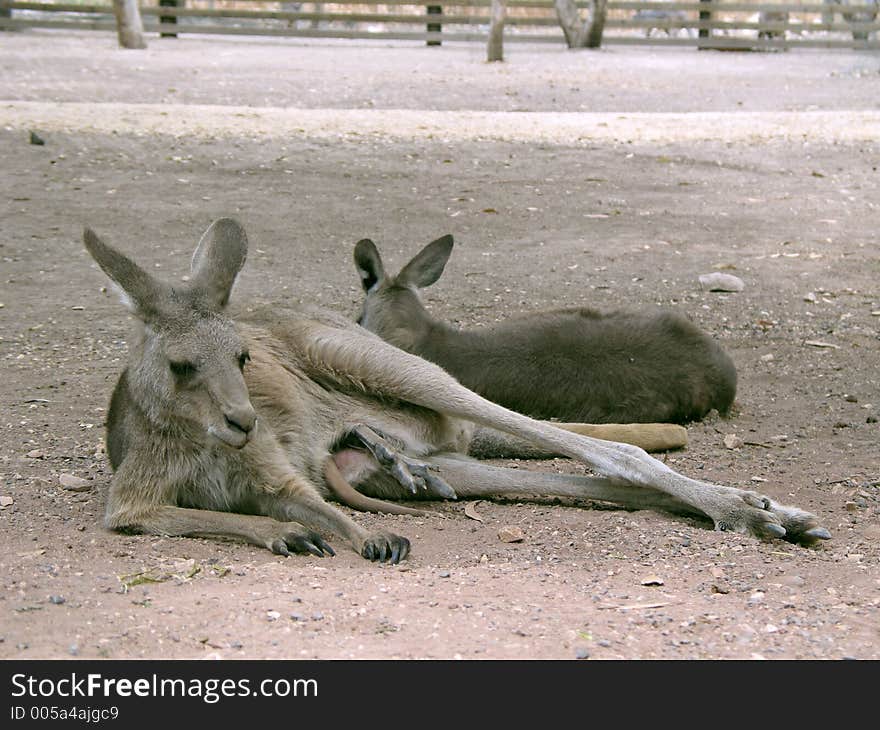 Kangaroo reserve. Kangaroo reserve