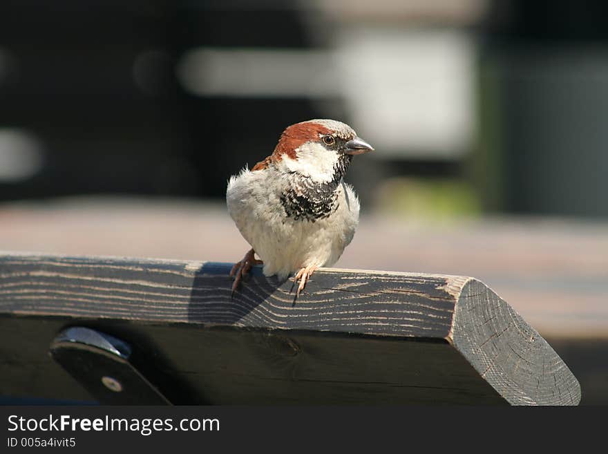 Sparrow in outdoor cafe