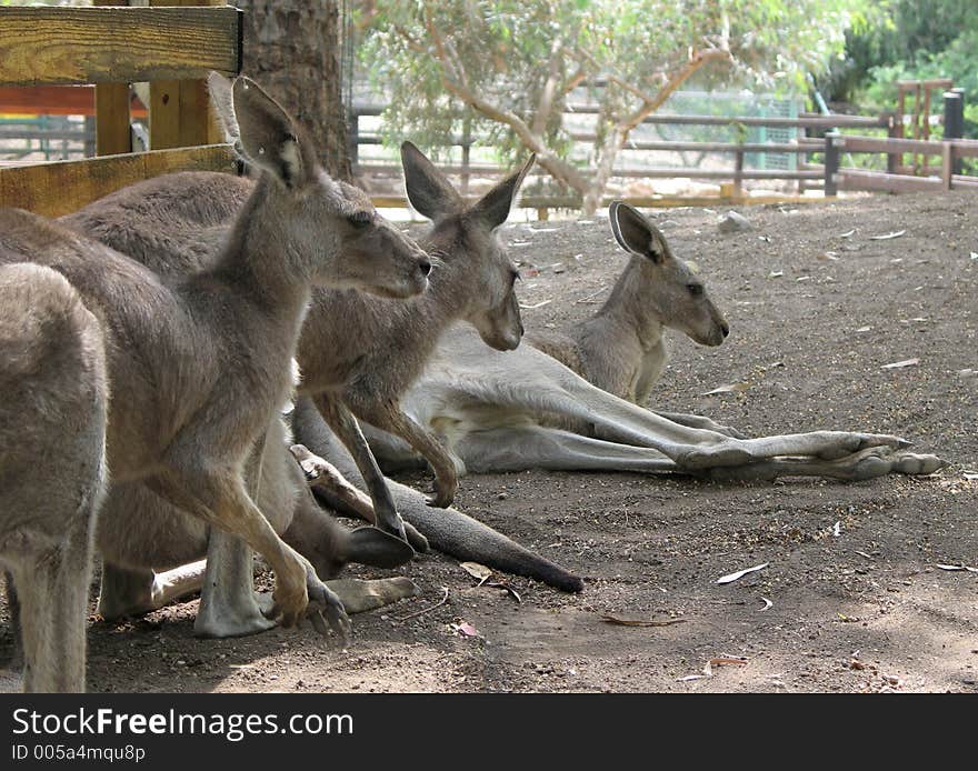 Group of kangaroo. Group of kangaroo