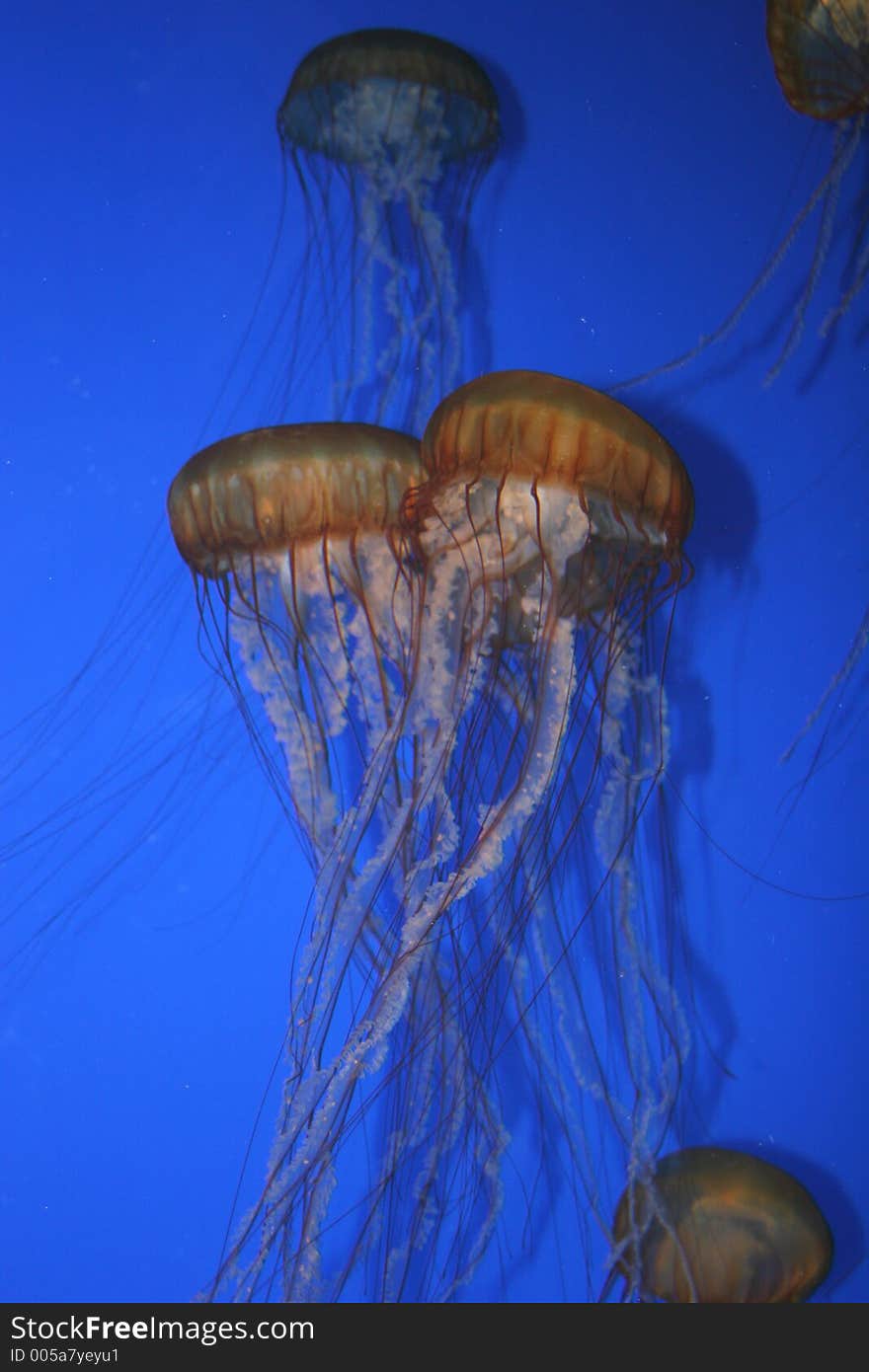 Monterey Aquarium 5