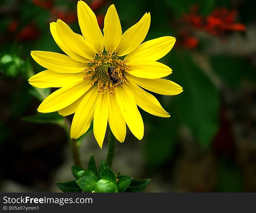 Yellow Daisy with Insect