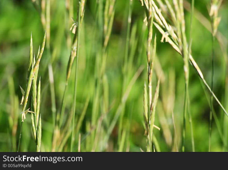 Green grass abstract