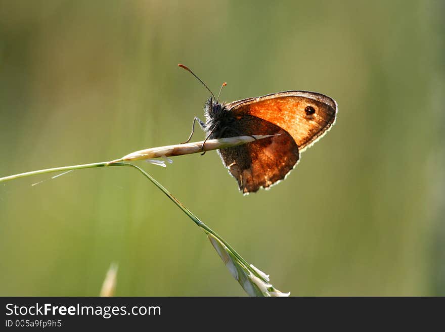 Butterfly with sunlight behind