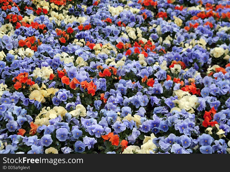 Natural  background - flowers. Natural  background - flowers