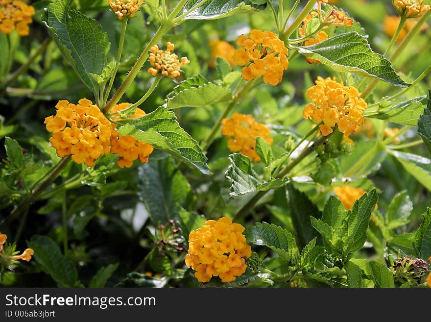 Lantana