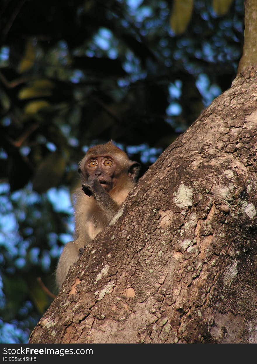 Small monkey on tree