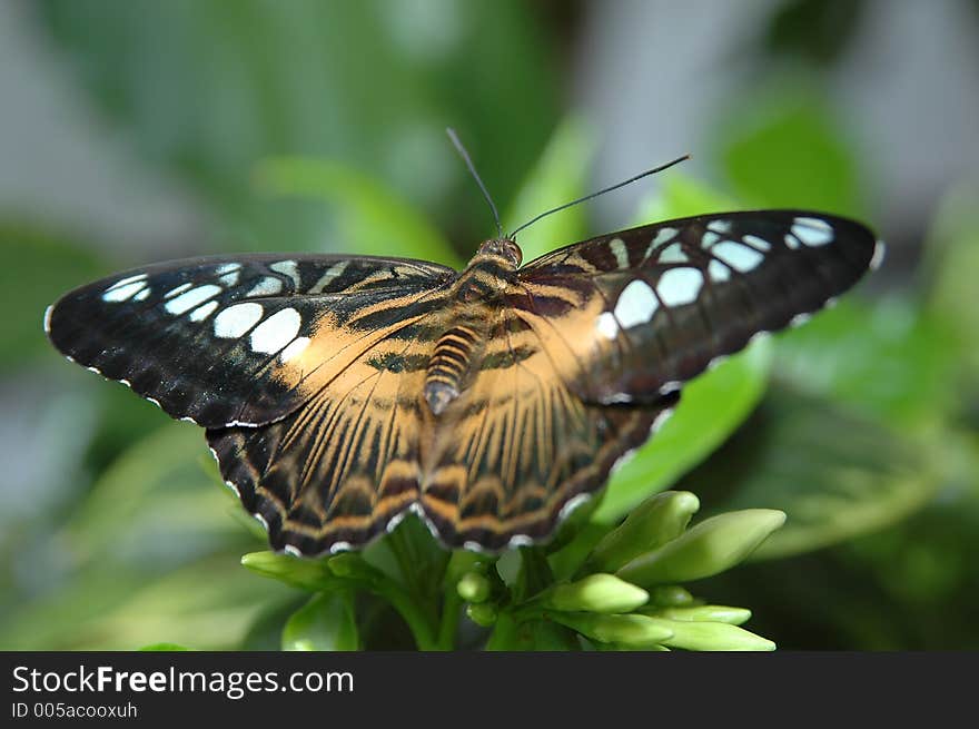 Clipper (parthenos sylvia) on leaf close-up. Clipper (parthenos sylvia) on leaf close-up