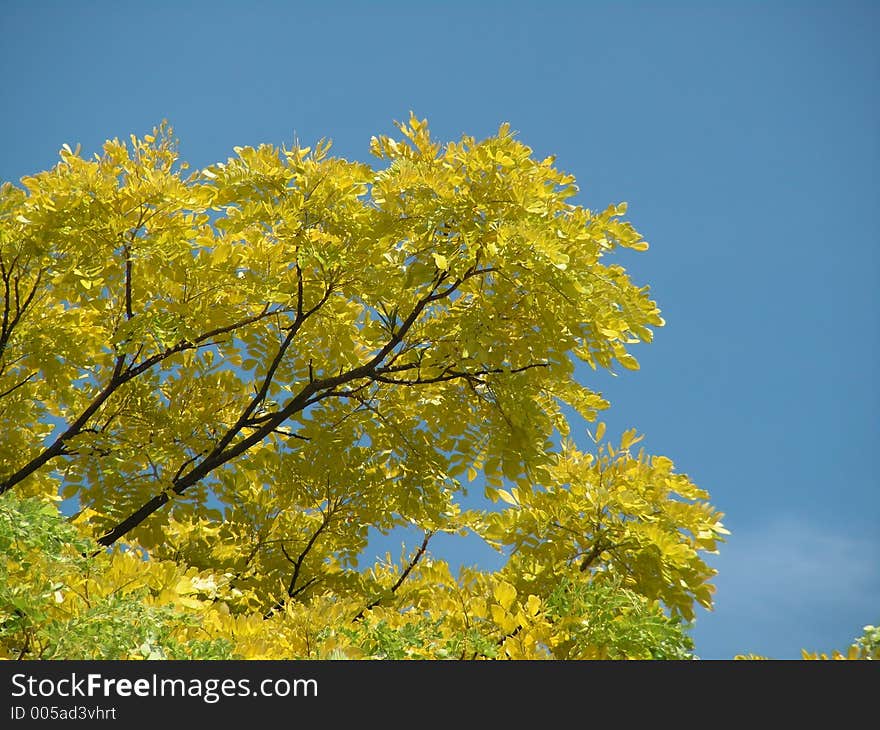 Yellow Rain Tree Leaves