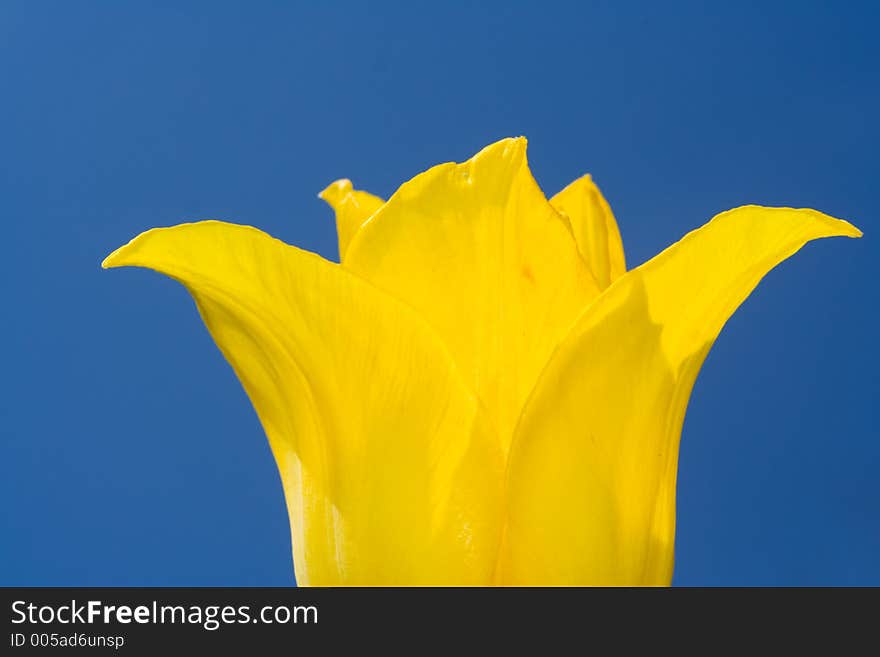 Yellow tulip