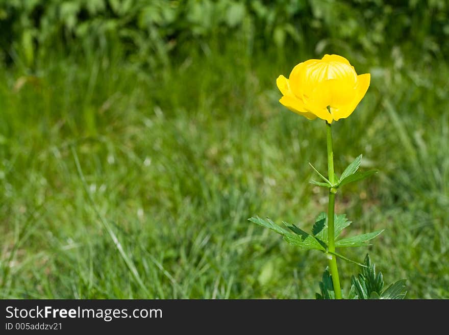 Yellow flower on natural green background