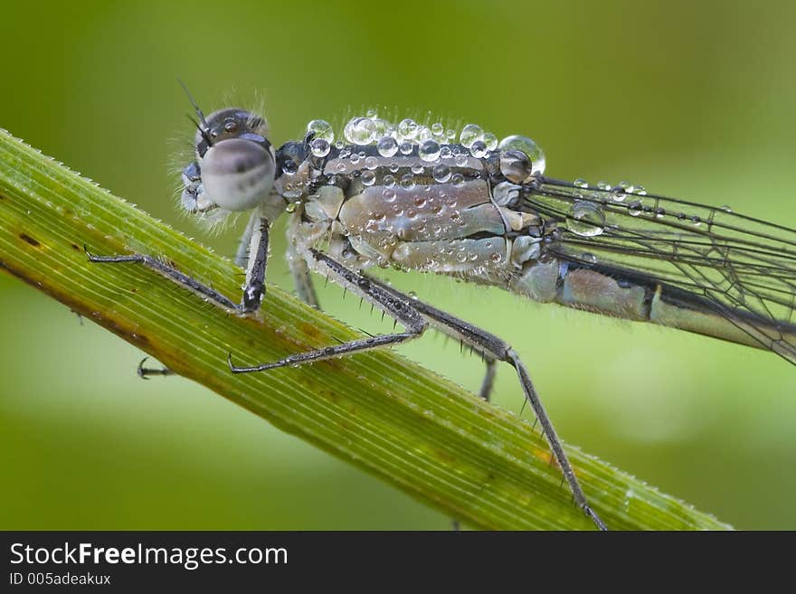 Dewy dragon-fly. Dewy dragon-fly