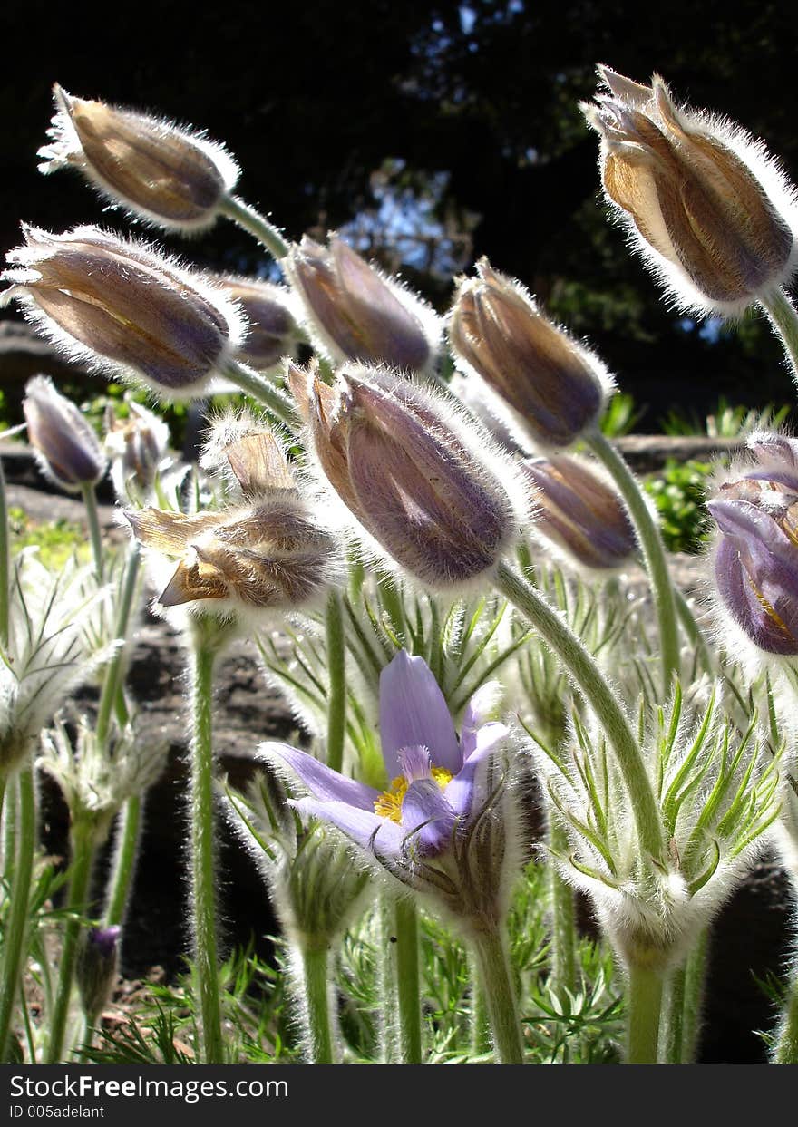 Spring anemone