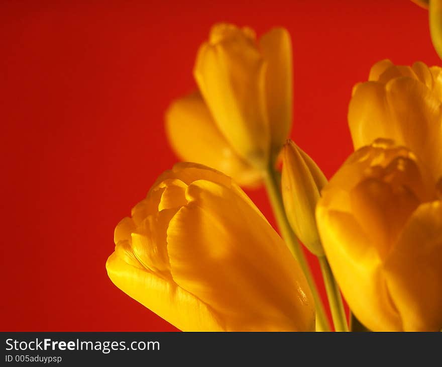 Yellow tulip