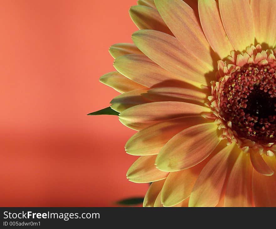 Yellow daisy