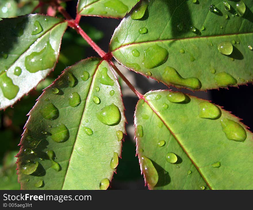 Wet Leaves