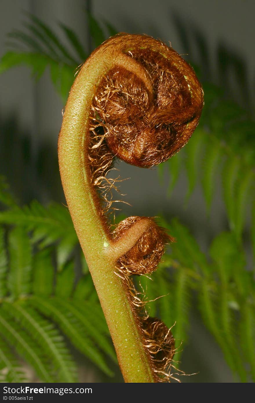 New fern leaf unfurling, resembles mother and baby. New fern leaf unfurling, resembles mother and baby