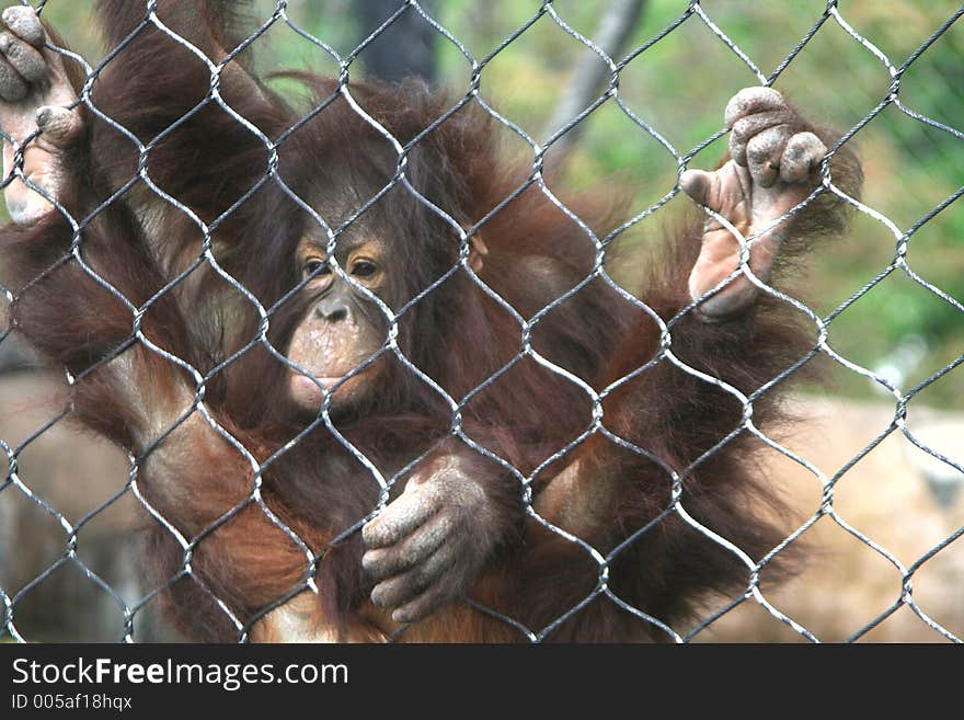 Baby Orangutan