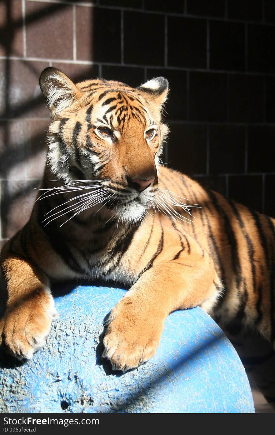 Tiger on a blue ball