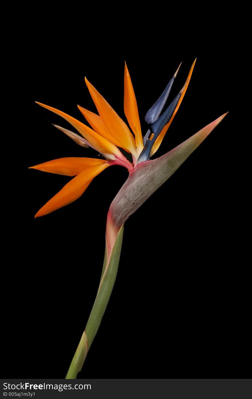 A strelitzia/crane flower from South Africa. A strelitzia/crane flower from South Africa