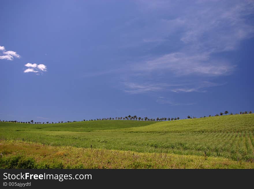 Line of palm trees on sugarcane-covered hill. Line of palm trees on sugarcane-covered hill