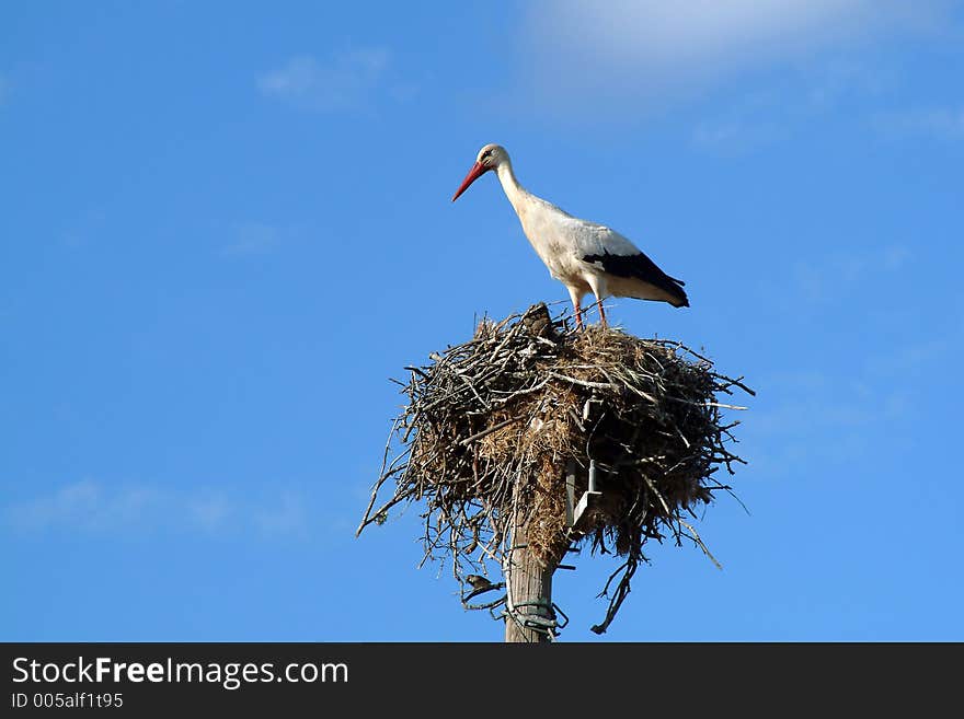 Stork in the nest on blue sky