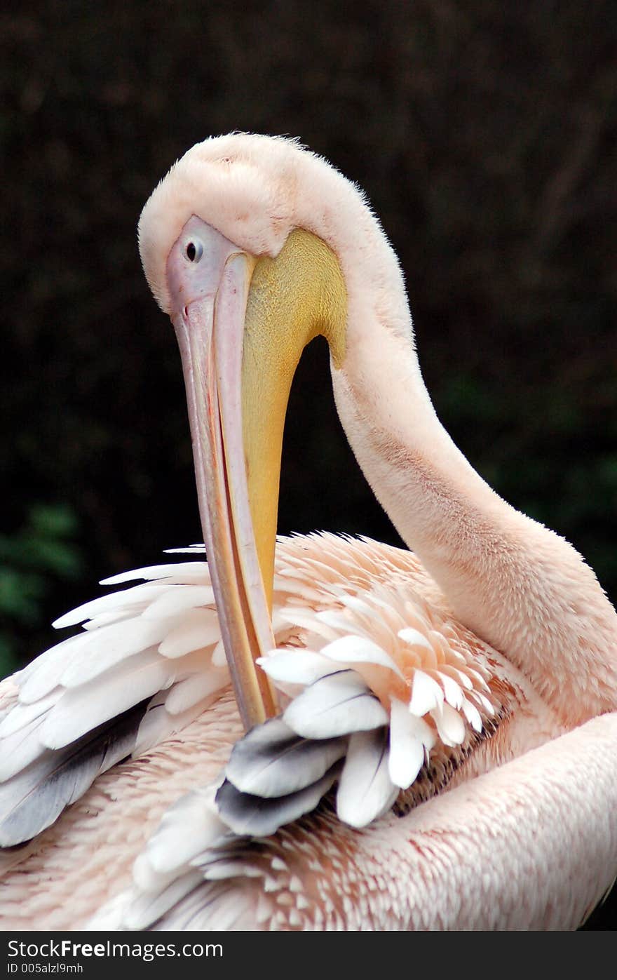 Pink pelican in the zoo.