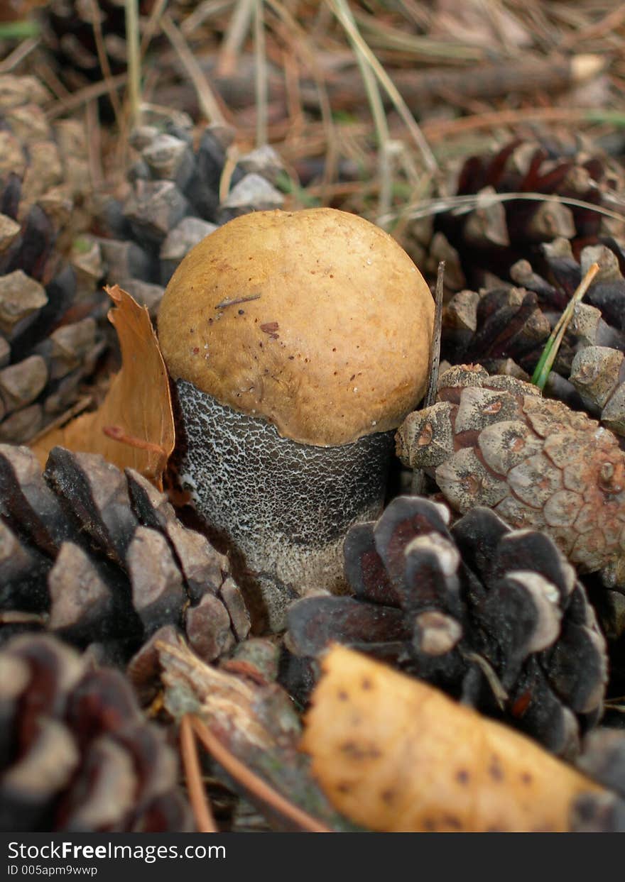 Birch mushroom among pine cones. Birch mushroom among pine cones.