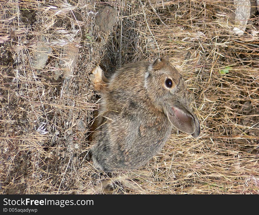 Wild Hare