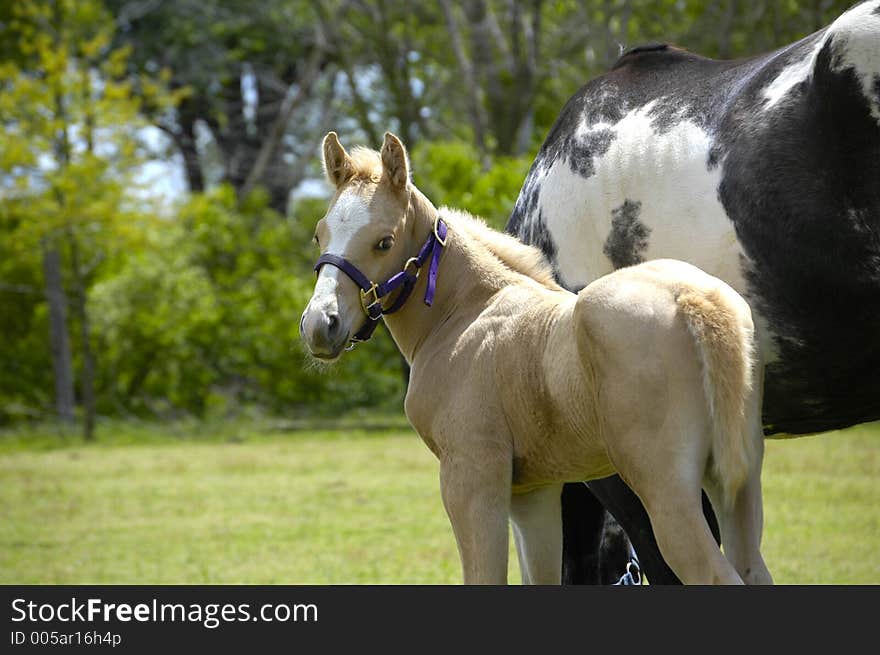 Colt staying close to its mom. Colt staying close to its mom.