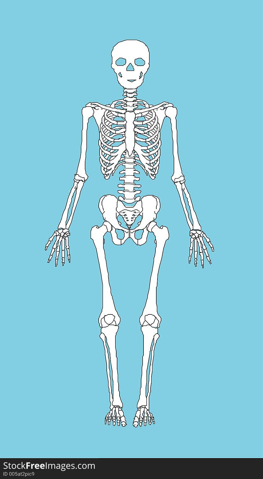 Human skeleton (illustration)