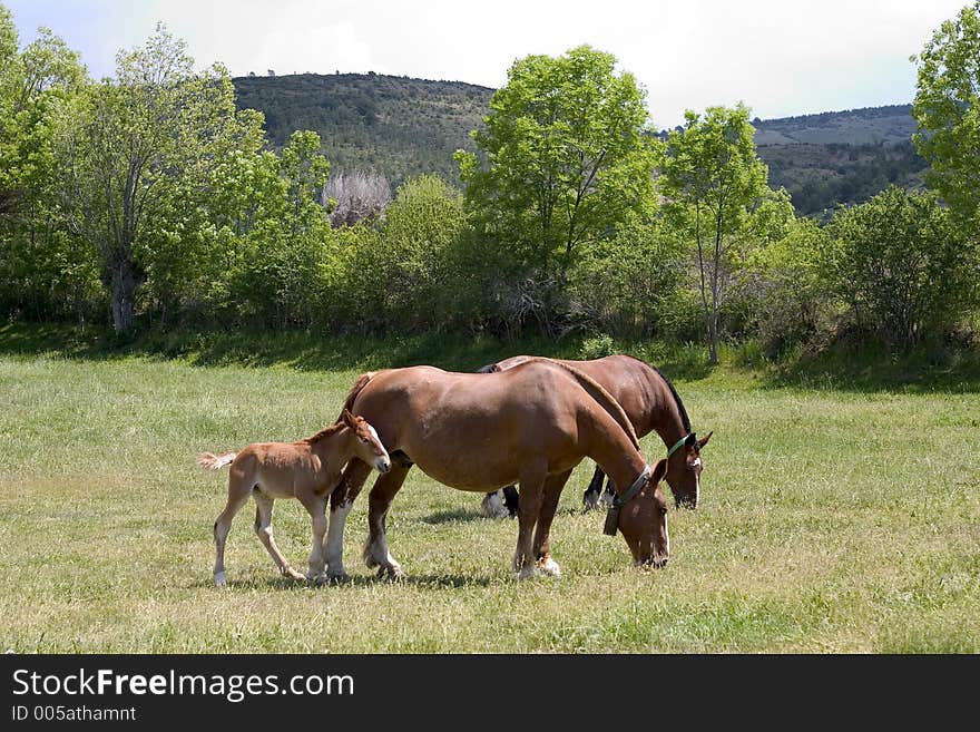 Horses and foal grazing