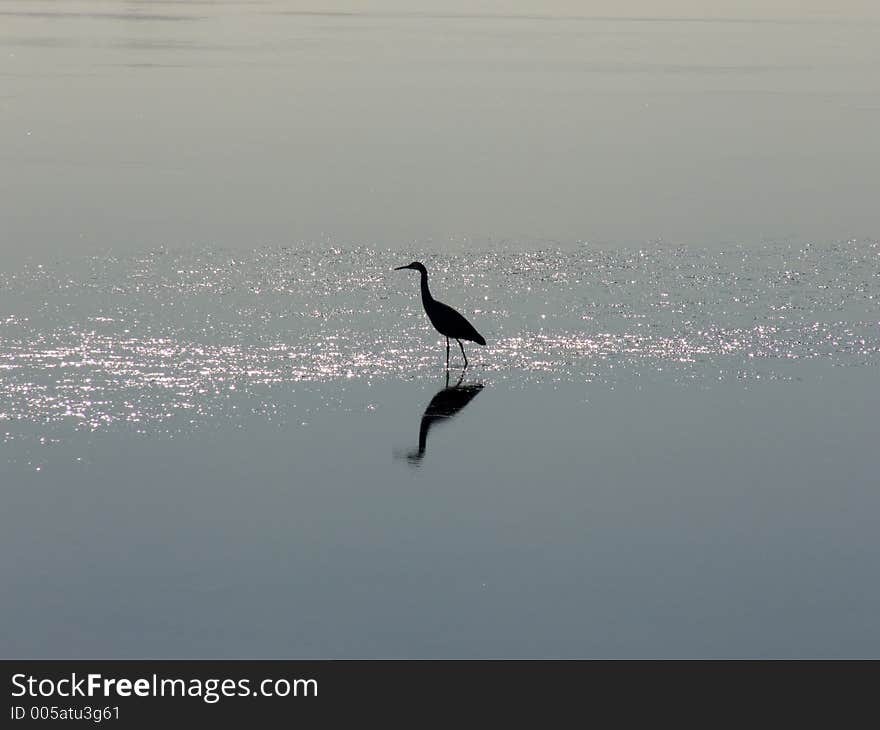 Heron silhouette