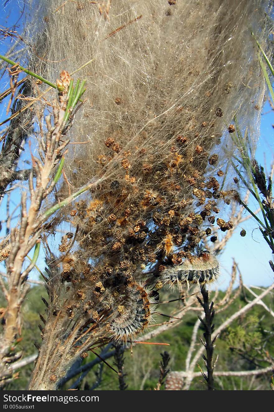 Processionary worms (Thaumetopoea pityocampa) on a pine-tree in the Mediterranean Area. Processionary worms (Thaumetopoea pityocampa) on a pine-tree in the Mediterranean Area