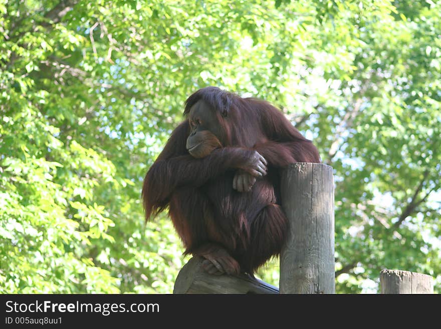 Orangutan Just Hanging Out