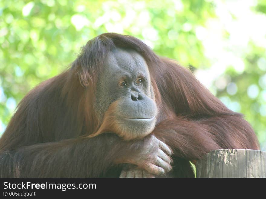 Orangutan