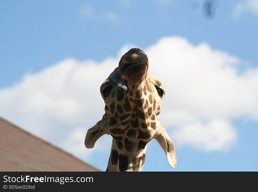 Posing giraffe