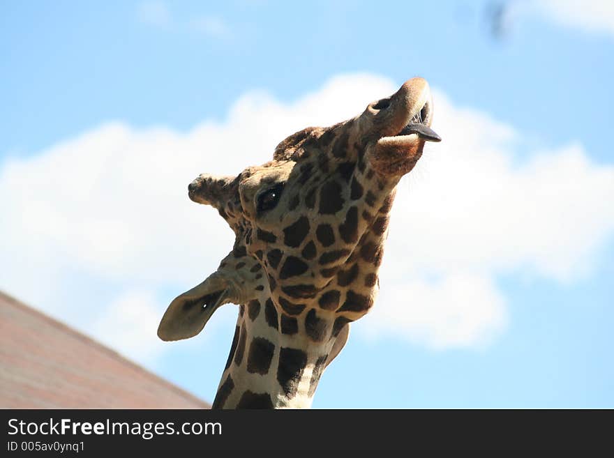 A giraffe licking the sky. A giraffe licking the sky