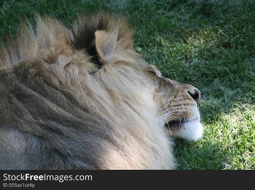 Lion enjoying a afternoon nap. Lion enjoying a afternoon nap