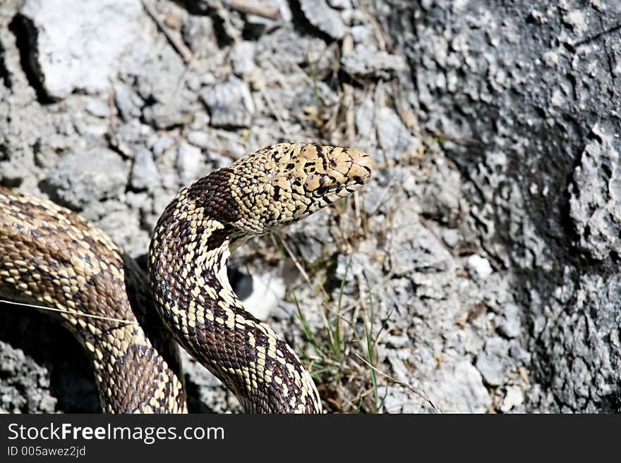 Bull snake closeup. Pituophis melanoleucus, also commonly referred to as a gopher snake or pine snake. mammoth hot springs, yellowstone national park, wyoming.