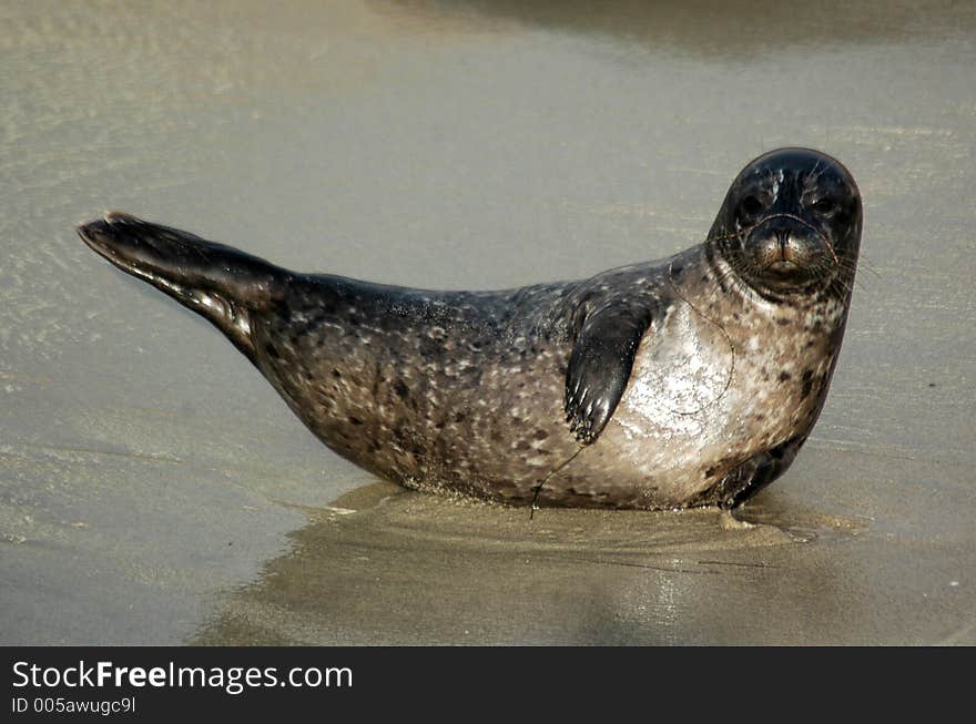 Sea Lion Ballerina