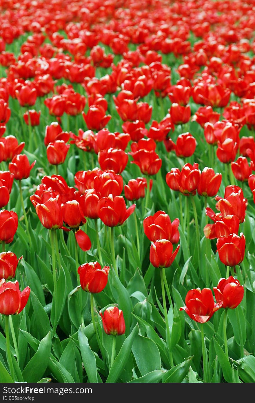 Red tulip field