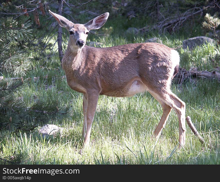 Deer in forest.