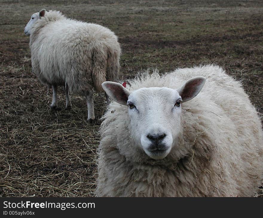 Danish sheep on a field in the summer