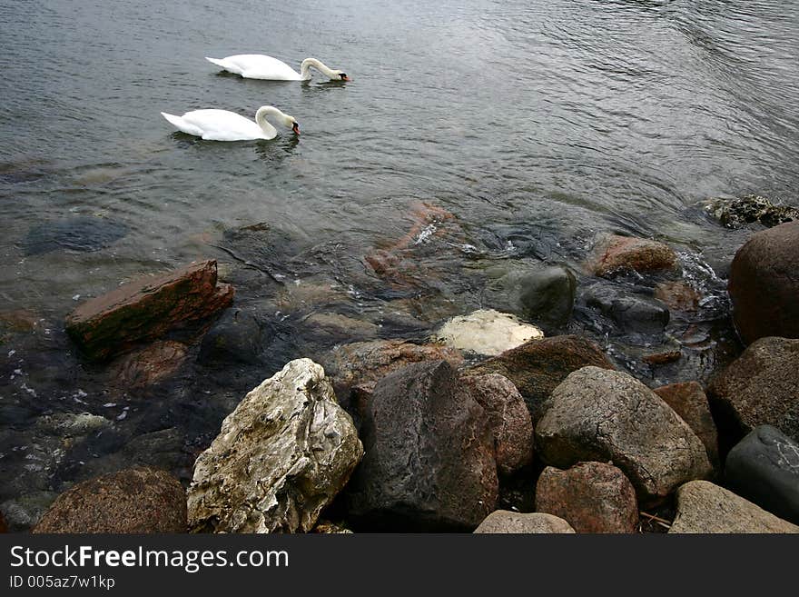 Swans swimming on the sea in denmark. Swans swimming on the sea in denmark